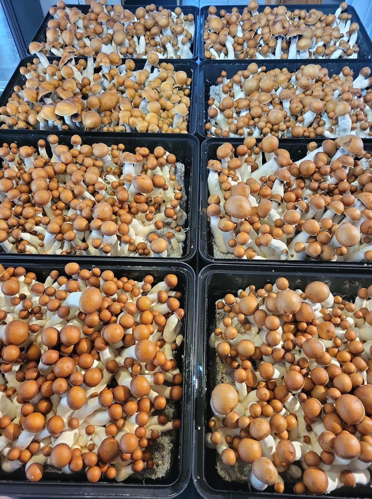 Mastering Mushroom Cultivation with the Monotub Method Unveiling the Max Yield Bins