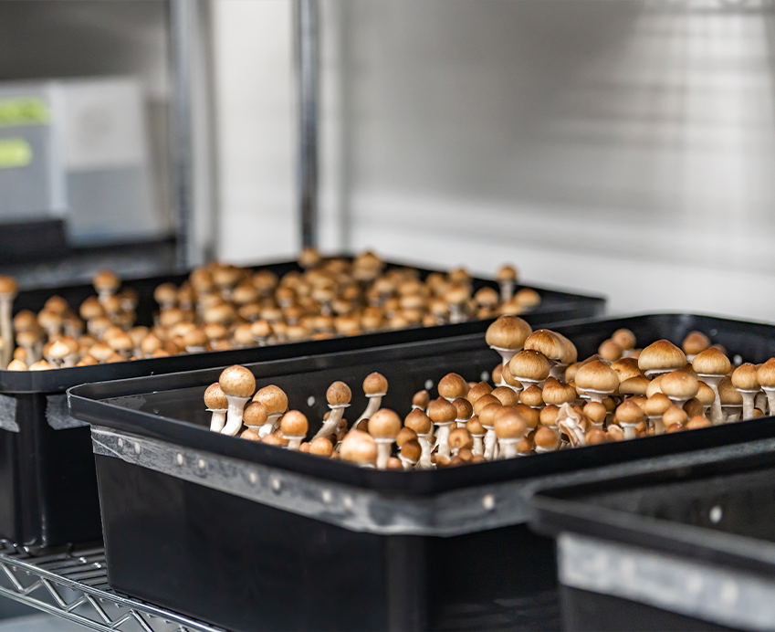 Setting up Your Mushroom Fruiting Chamber Max Yield Bins