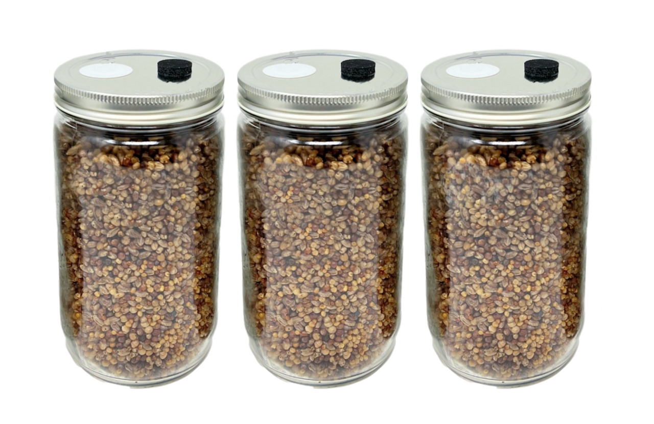 3-Pack Premium Quick-Colonizing 5-grain Jar (32oz)