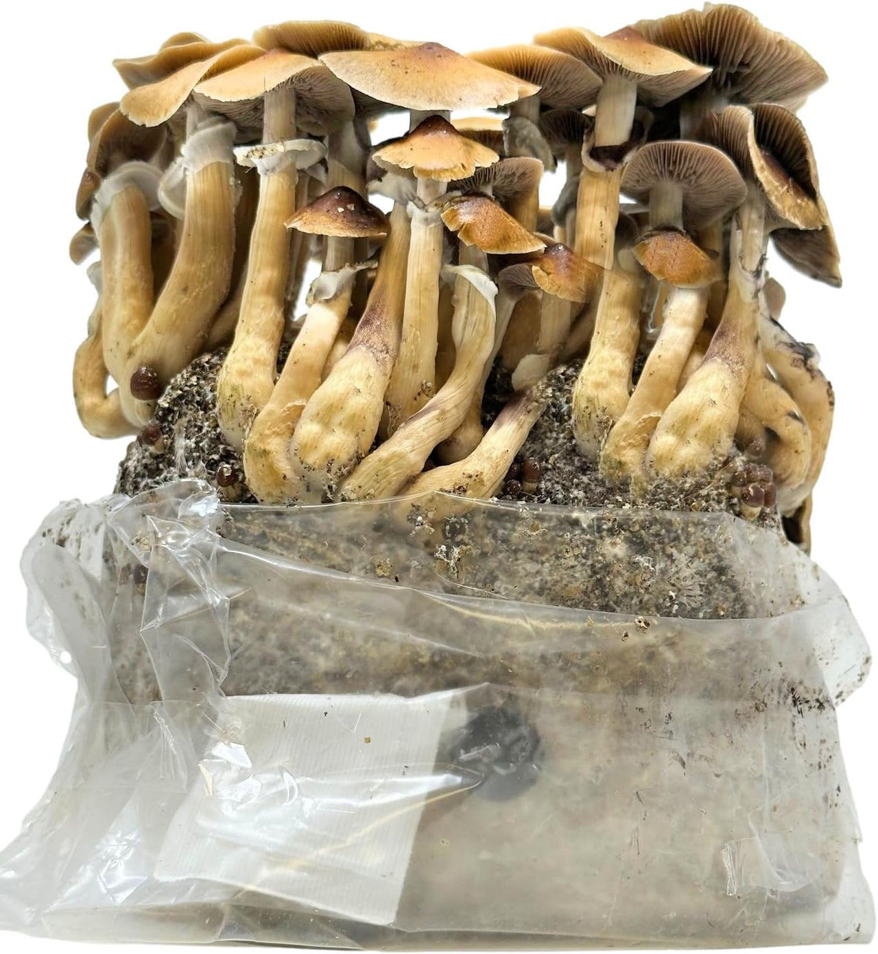 All-in-One Mushroom Grow Bag (4 lbs) for Manure Loving Mushrooms