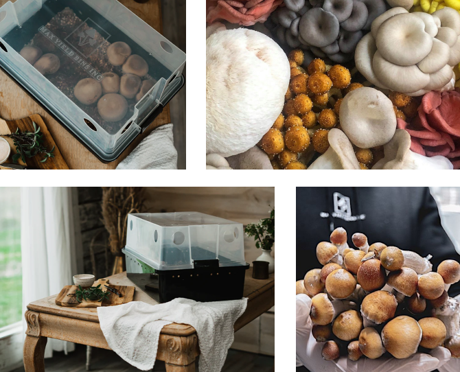 Organic Mushroom Grow Kit USA, Best Mushroom Growing Kit Max Yield Bins