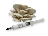 Thumbnail for Pearl Oyster 10cc Liquid Culture Syringe