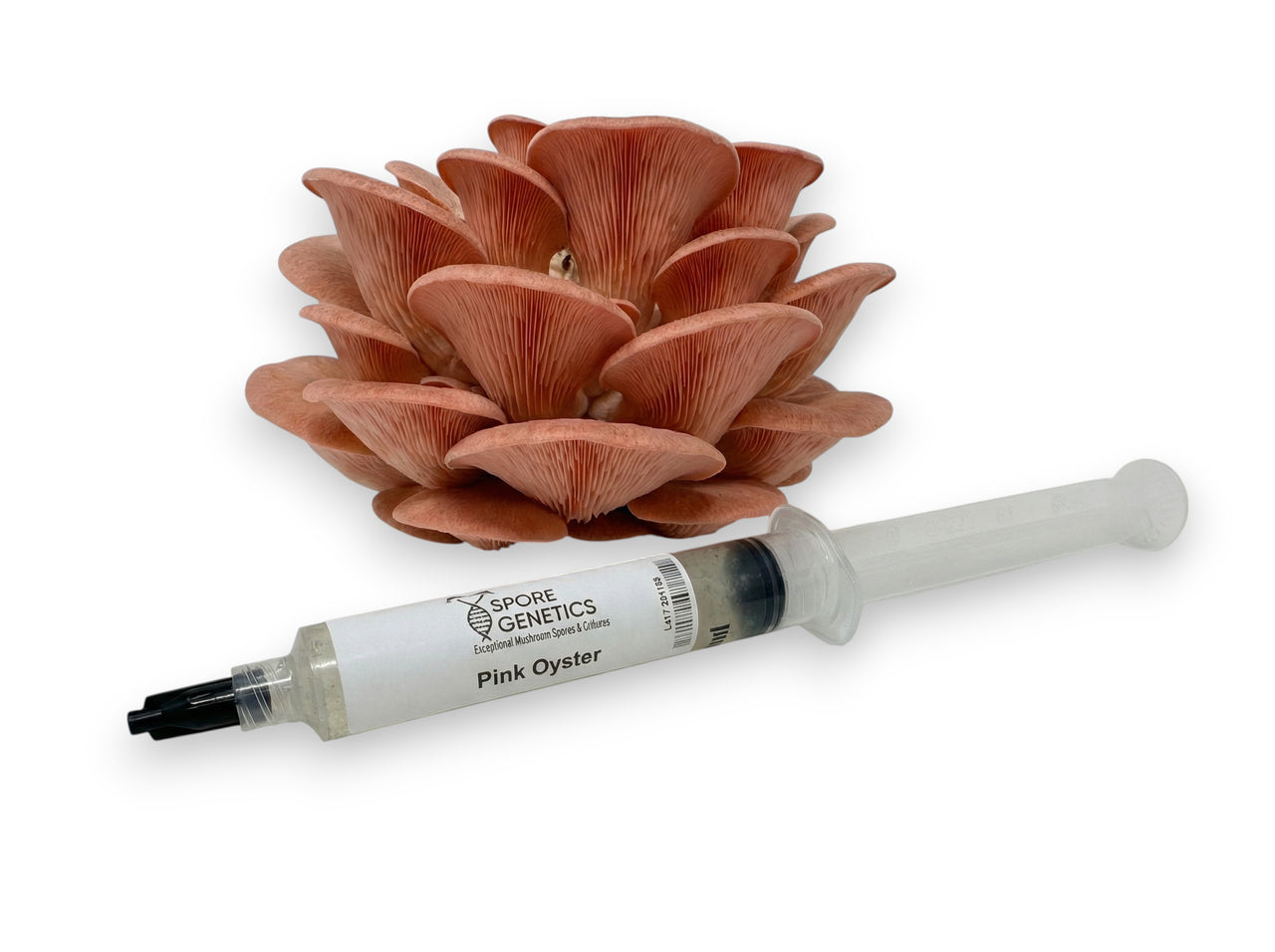 Pink Oyster 10cc Liquid Culture Syringe