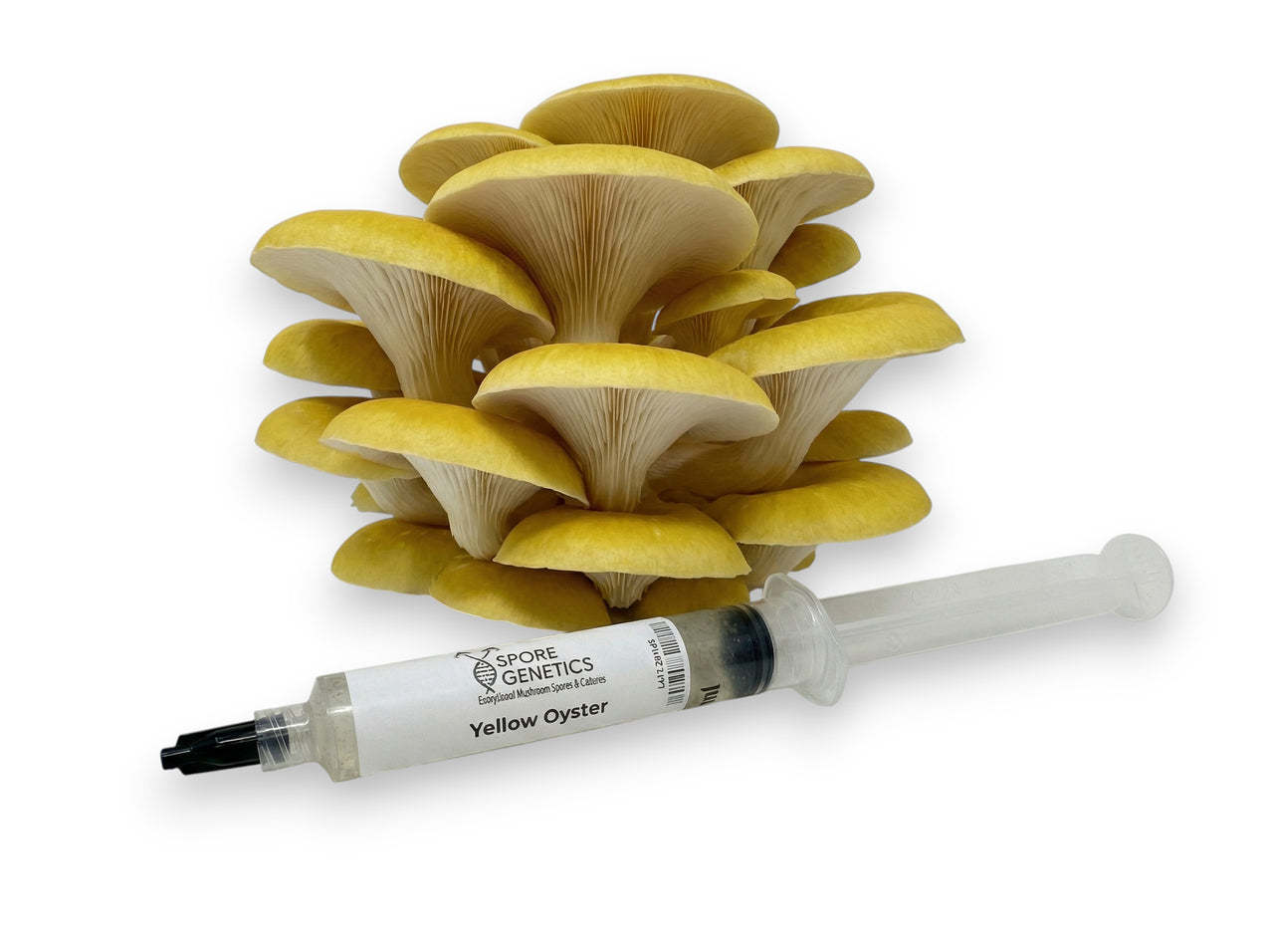 Yellow Oyster 10cc Liquid Culture Syringe