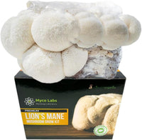 Thumbnail for Lion's Mane Mushroom Grow Kit (5lbs)