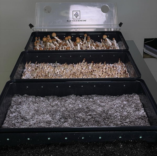 About Max Yield Bins